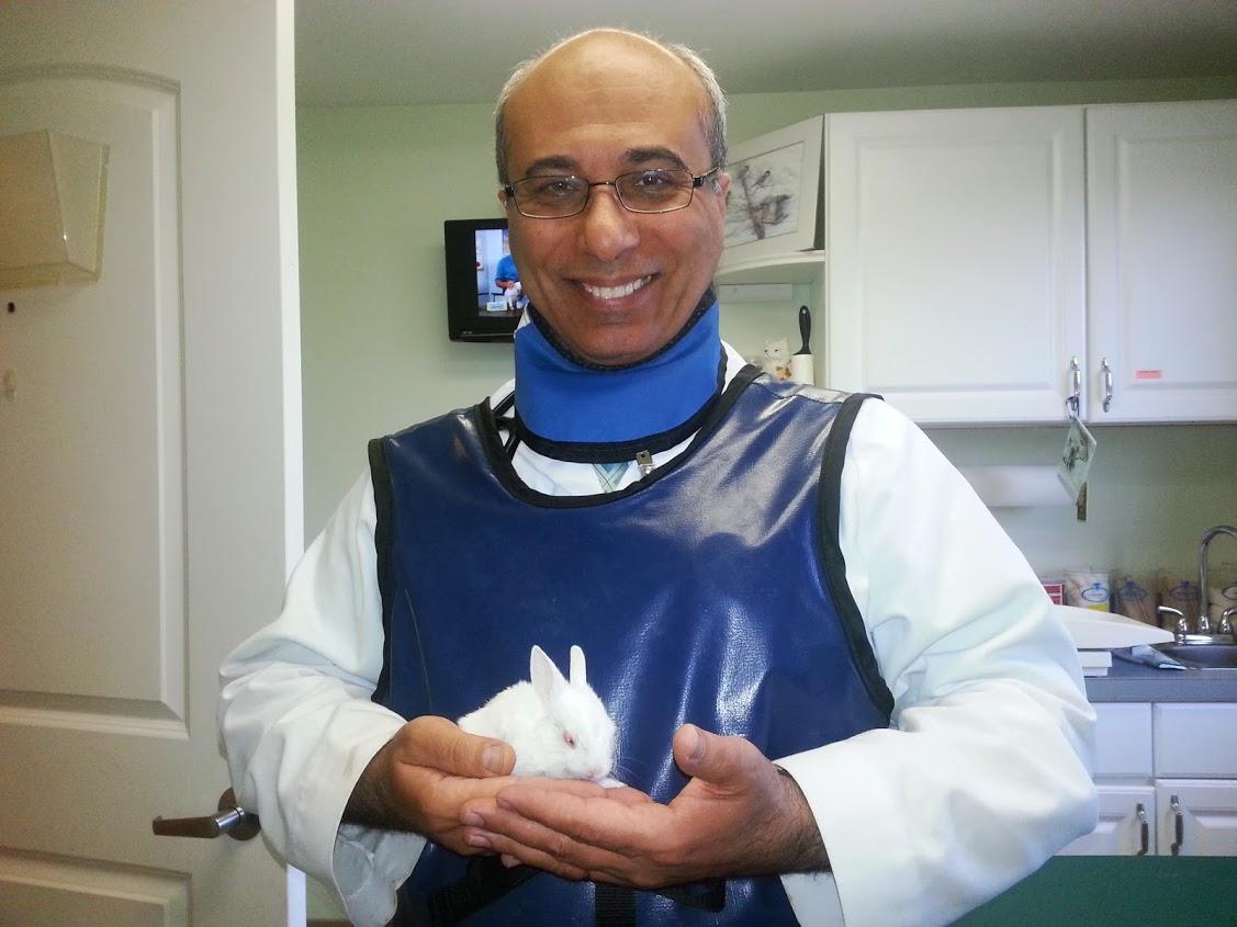 Baby bunny with broken pelvis Good Shepherd Veterinary Hospital