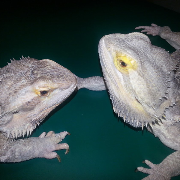 reptiles and amphibians services two lizards Good Shepherd Veterinary