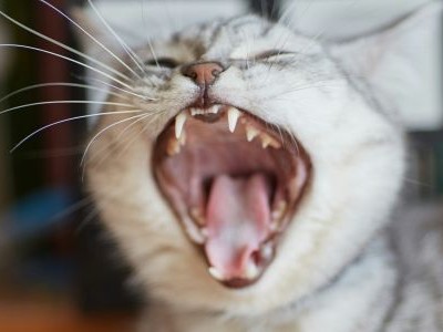 A close-up of a gray tabby cat yawning with teeth visible