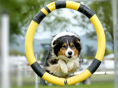 Dog jumping through hoop during behavior counseling