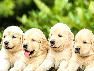 Golden puppies lined up outside