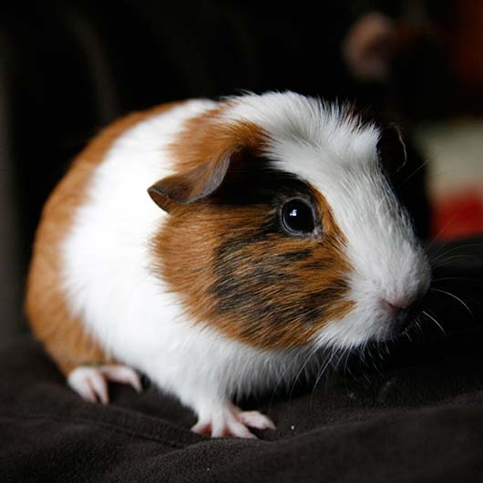 Small_Guinea_Pig - Good Shepherd Veterinary Hospital