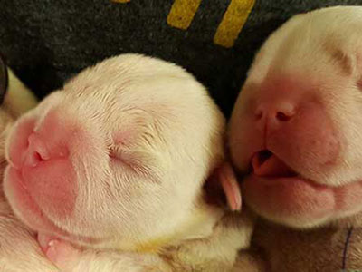 newborn puppies